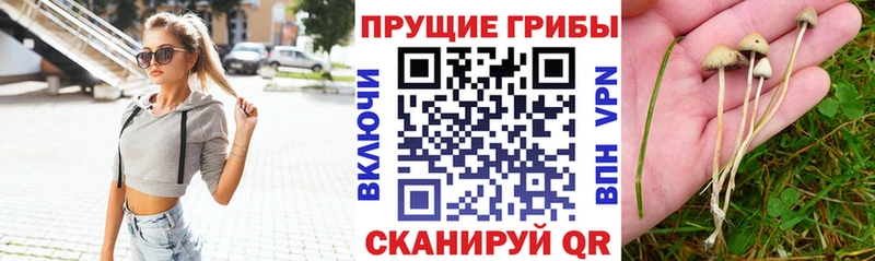 Псилоцибиновые грибы MAGIC MUSHROOMS  наркота  Струнино 
